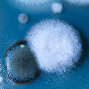 <White mould growing in large, singular, circular furry or wispy colonies, candyfloss like in appearance. Credit> AdobeStock_111938128