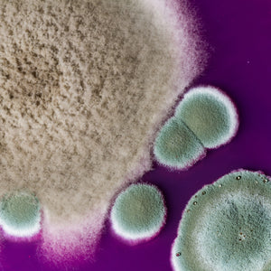 <Two different types of mold growth on a plate, one a large fluffy brown colony, and the other blue grey suspected penicillin. Credit> AdobeStock_111938661