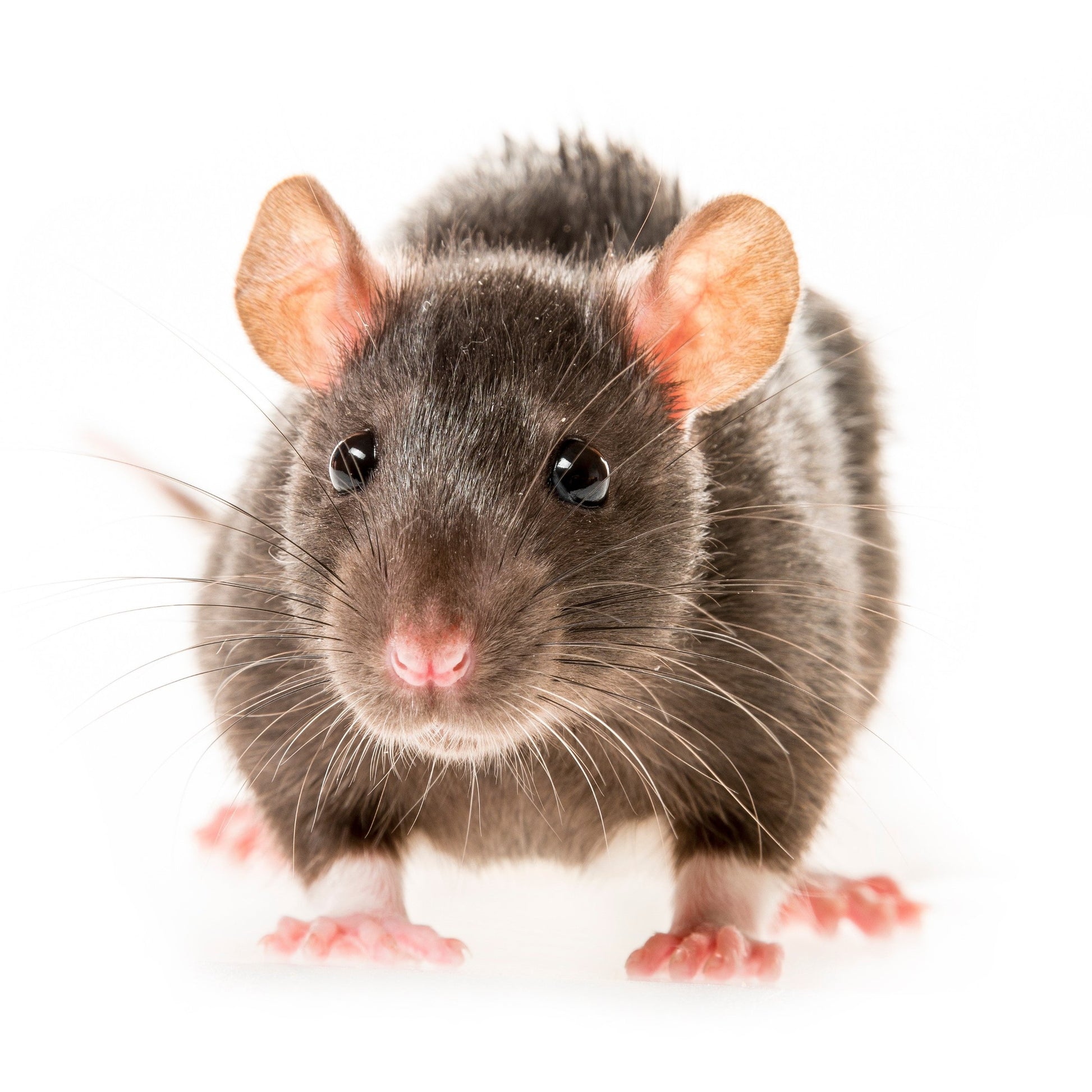 <Picture of a rodent mouse or rat on a white background that must be excluded from a dietary supplement facility as part of pest control. Credit> AdobeStock_130041076