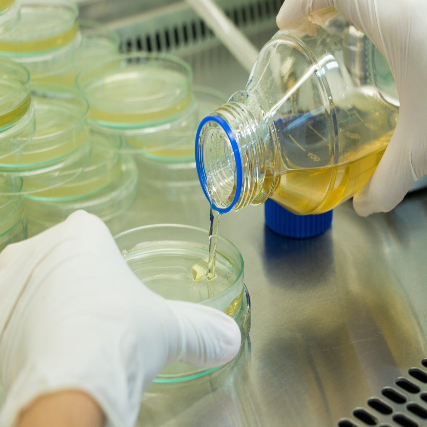 <Microbiologist wearing gloves pouring the freshly prepared agar onto a sterile, round glass petri dish inside a stainless steel laminar flow cabinet. Credit> AdobeStock_137447974