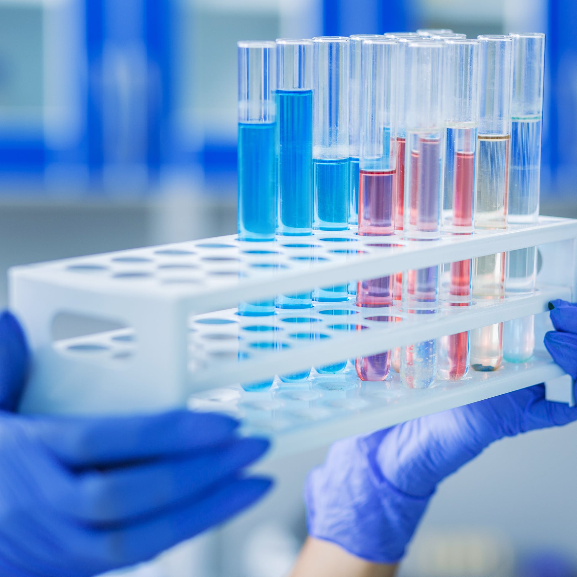 <Female hands,  wearing blue gloves, holding a white test tube rack with 3 rows of holes and 10 test tubes containing blue, red, or yellow liquids. Credit> AdobeStock_182476071