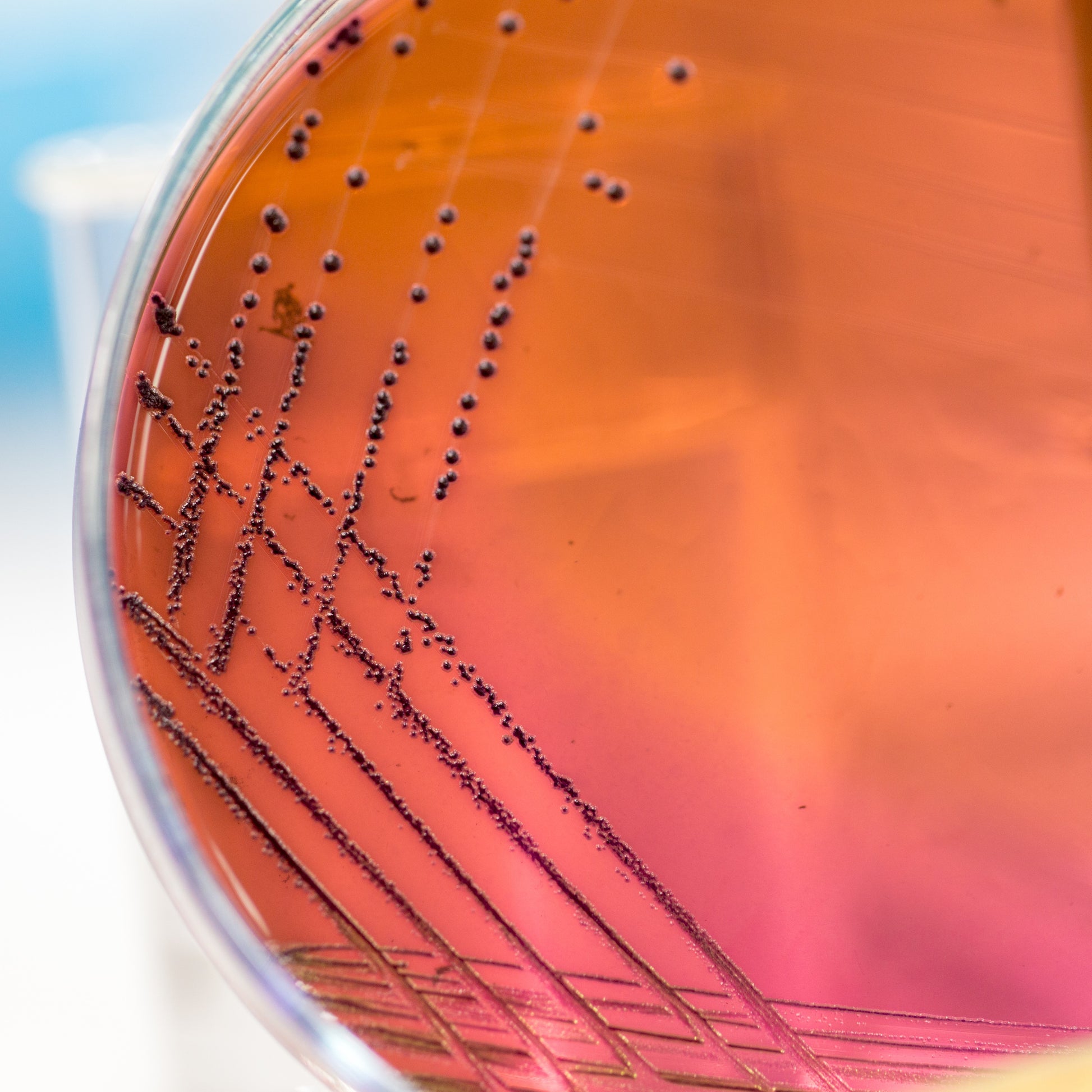 <E coli on round blood red agar plate showing as smooth black dots where the plate has ben streaked. Credit> AdobeStock_188221776