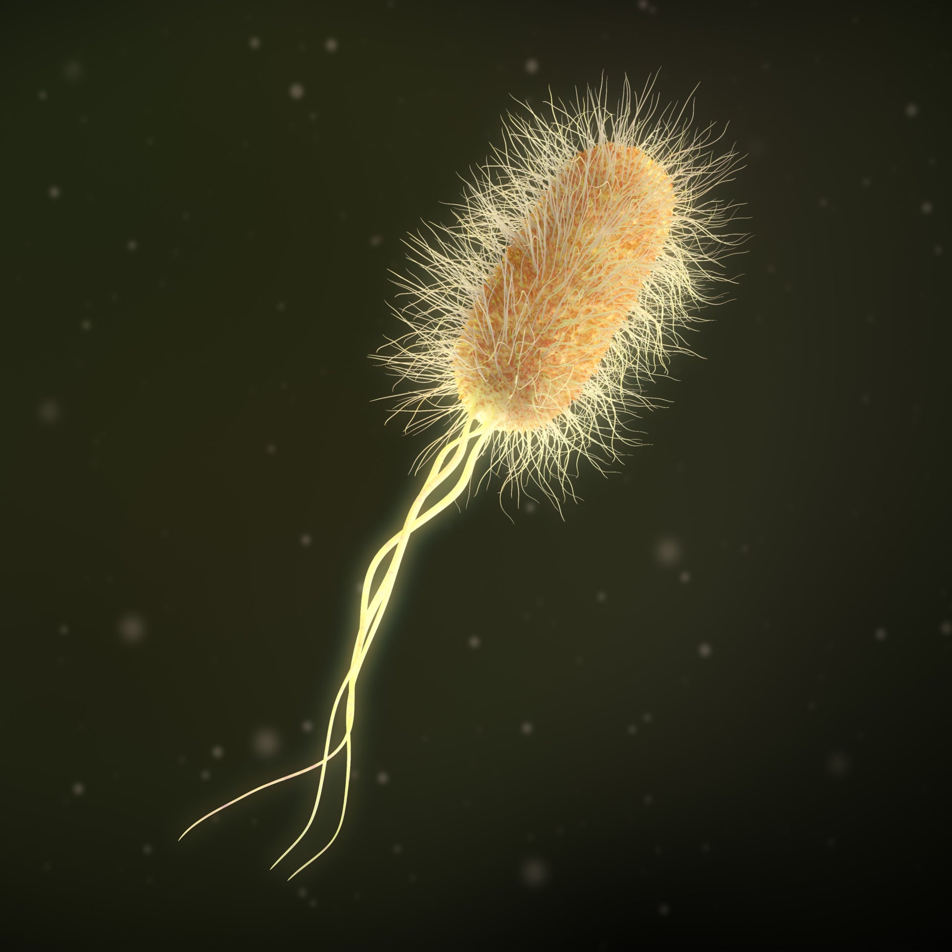 <Microscopic illustration of an e coli cell with cream coloured rod with hairs all over it and three tail like, long flagella which enable it to swim. Credit> AdobeStock_260659731