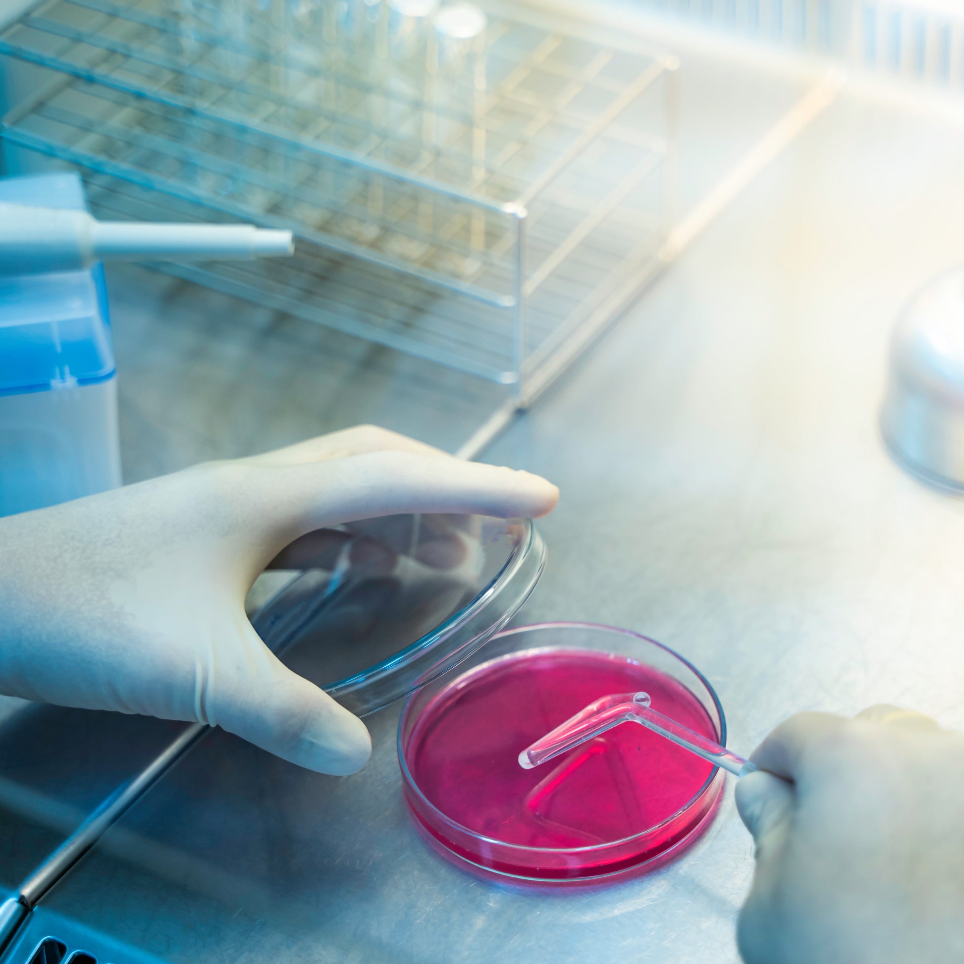 <Microbiologist wearing gloves streaking a round gram negative bacteria plate with product before incubation for several days. Credit> AdobeStock_271425628