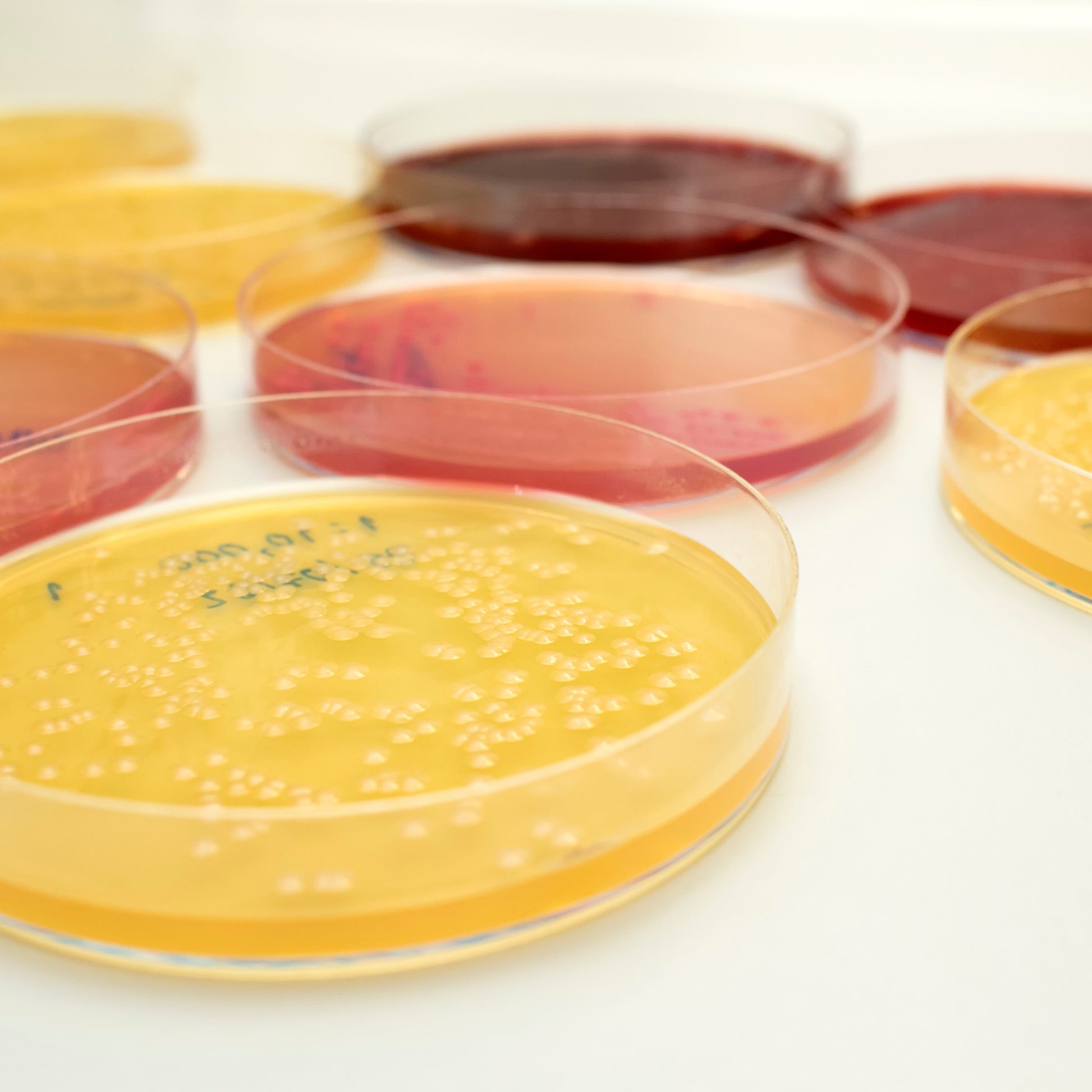 <E coli showing as small white dots in yellow or red Macconkey agar in round glass petri dishes. Credit> AdobeStock_280000485