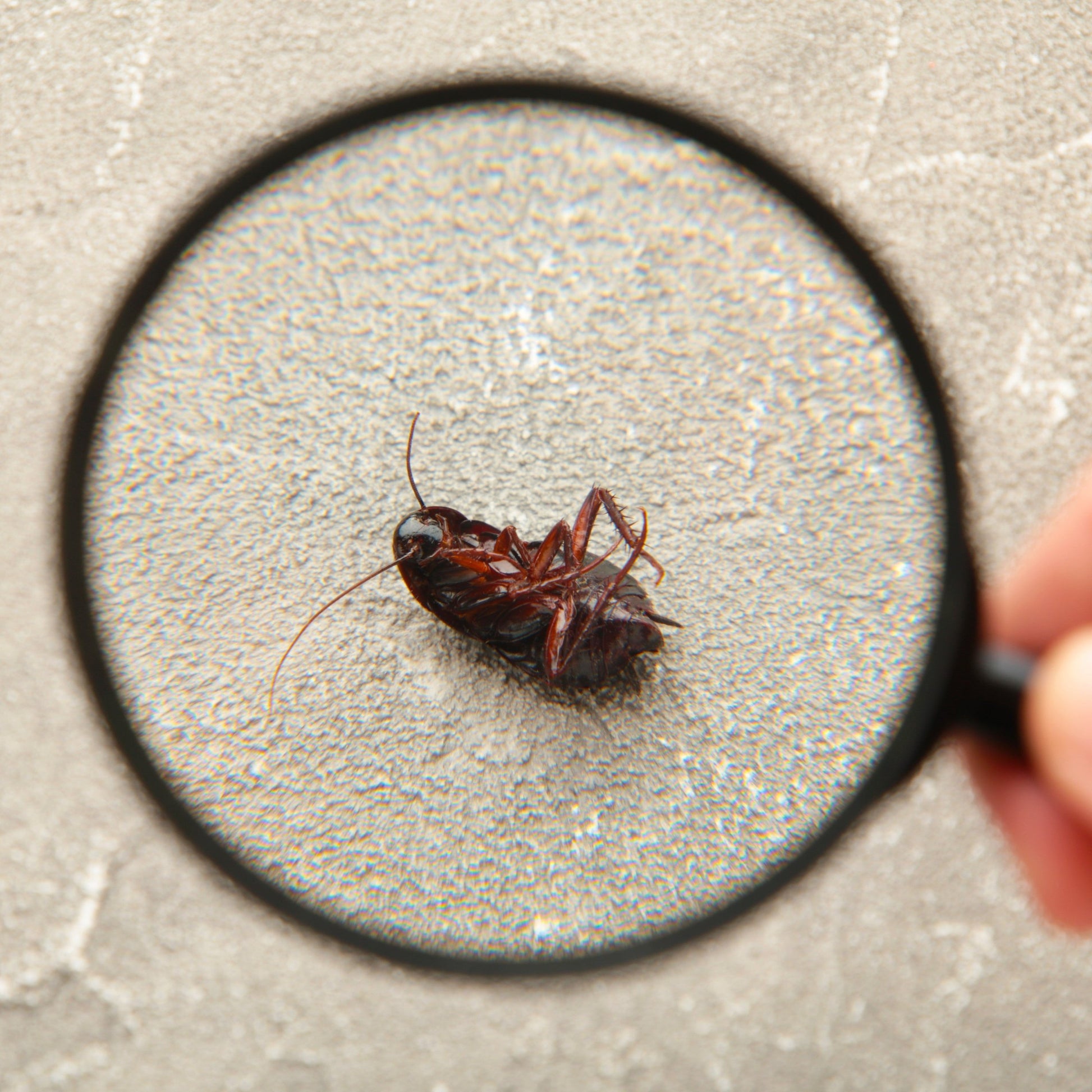 <Pest control specialist identifying a dead insect killed by an insectocutor lying on the floor with a magnifying glass. Credit> AdobeStock_365676816