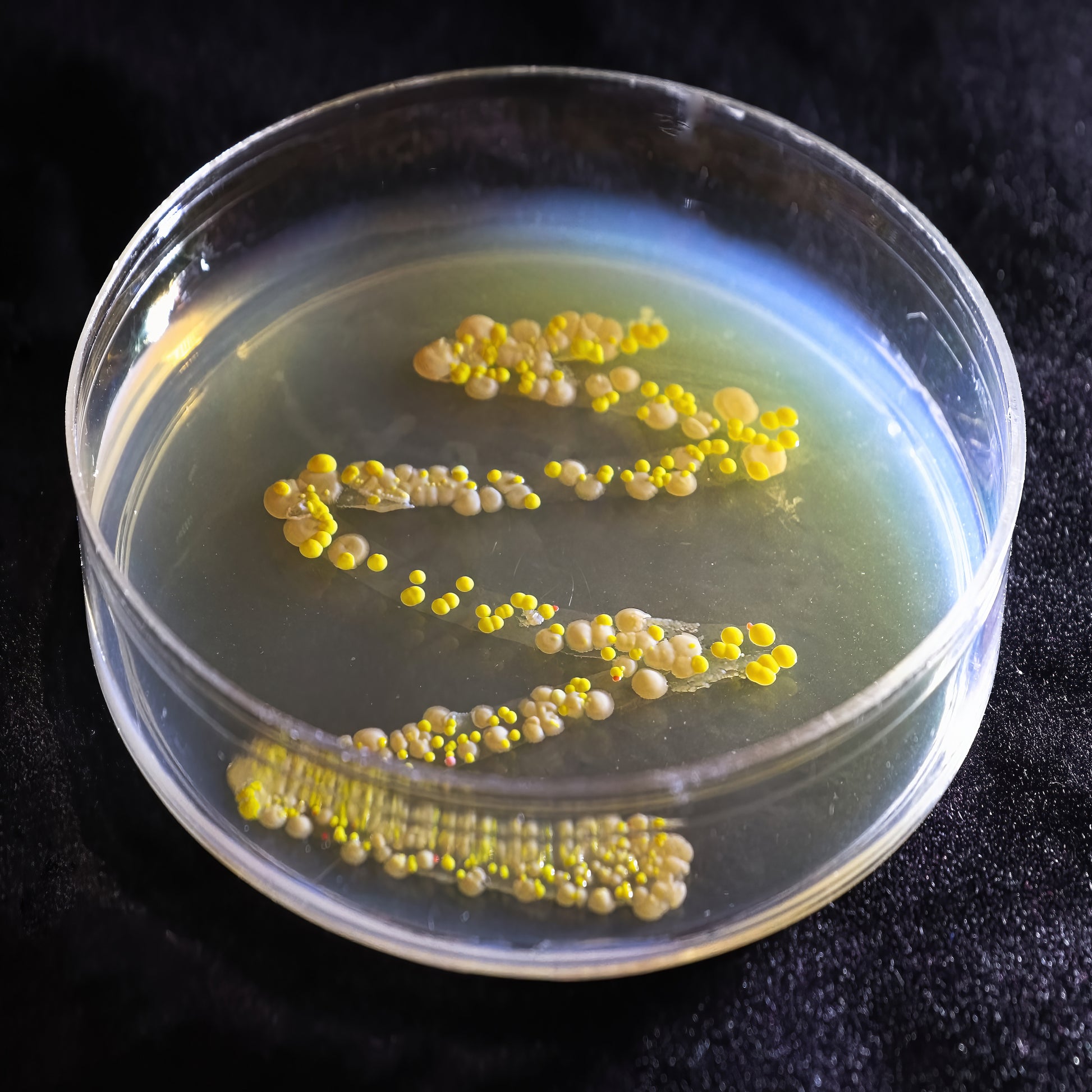 <Staphylococcus aureus bright yellow round growths on a nutrient agar plate where the plate has been streaked, in Greek aureus means gold. Credit> AdobeStock_418753524