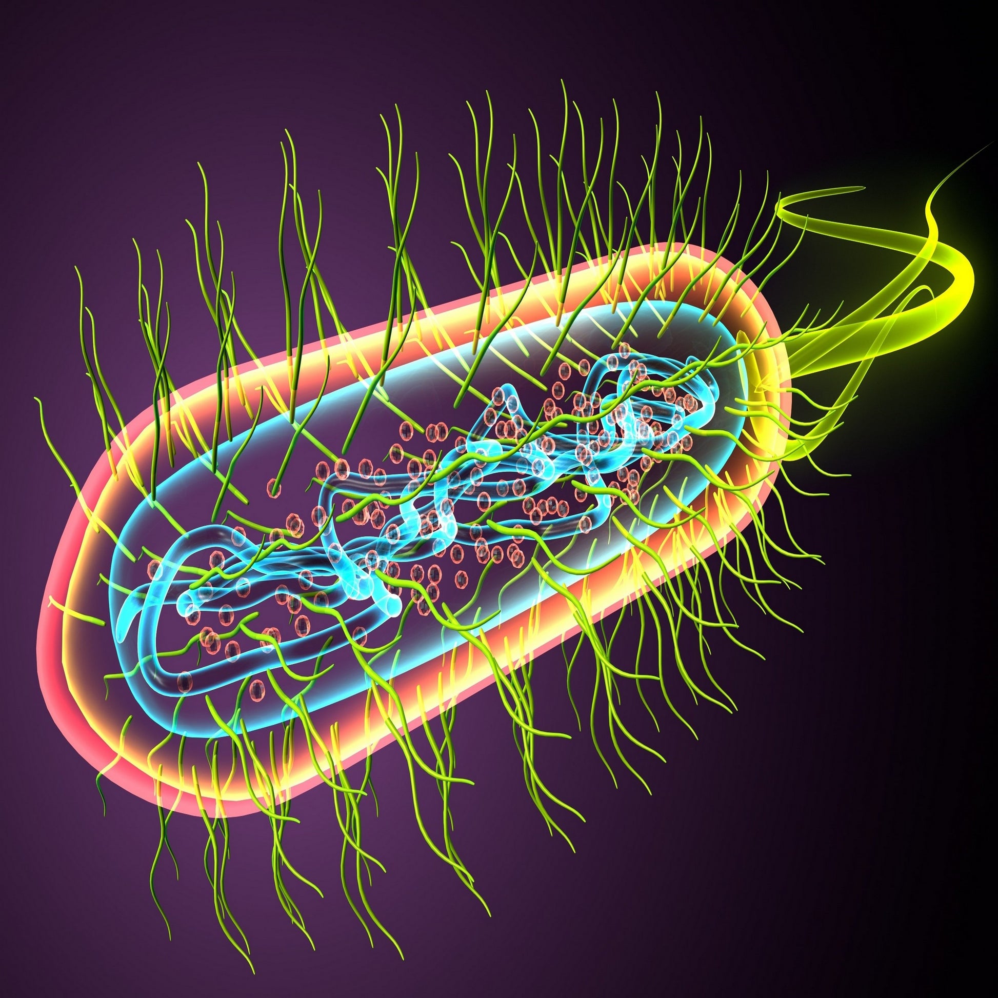 <Illustration of the anatomy inside an e coli rod shaped body with 3 cell walls, purple cytoplasm, spherical red ribosomes, and long twisted blue strands of DNA. Credit> AdobeStock_426934509