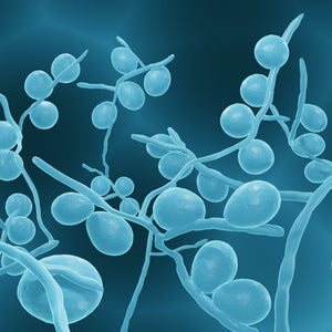 <Microscopic illustration of blue stained Candida albicans with oval buds joined by filaments, resembling balloons on tree branches. Credit> AdobeStock_442176125