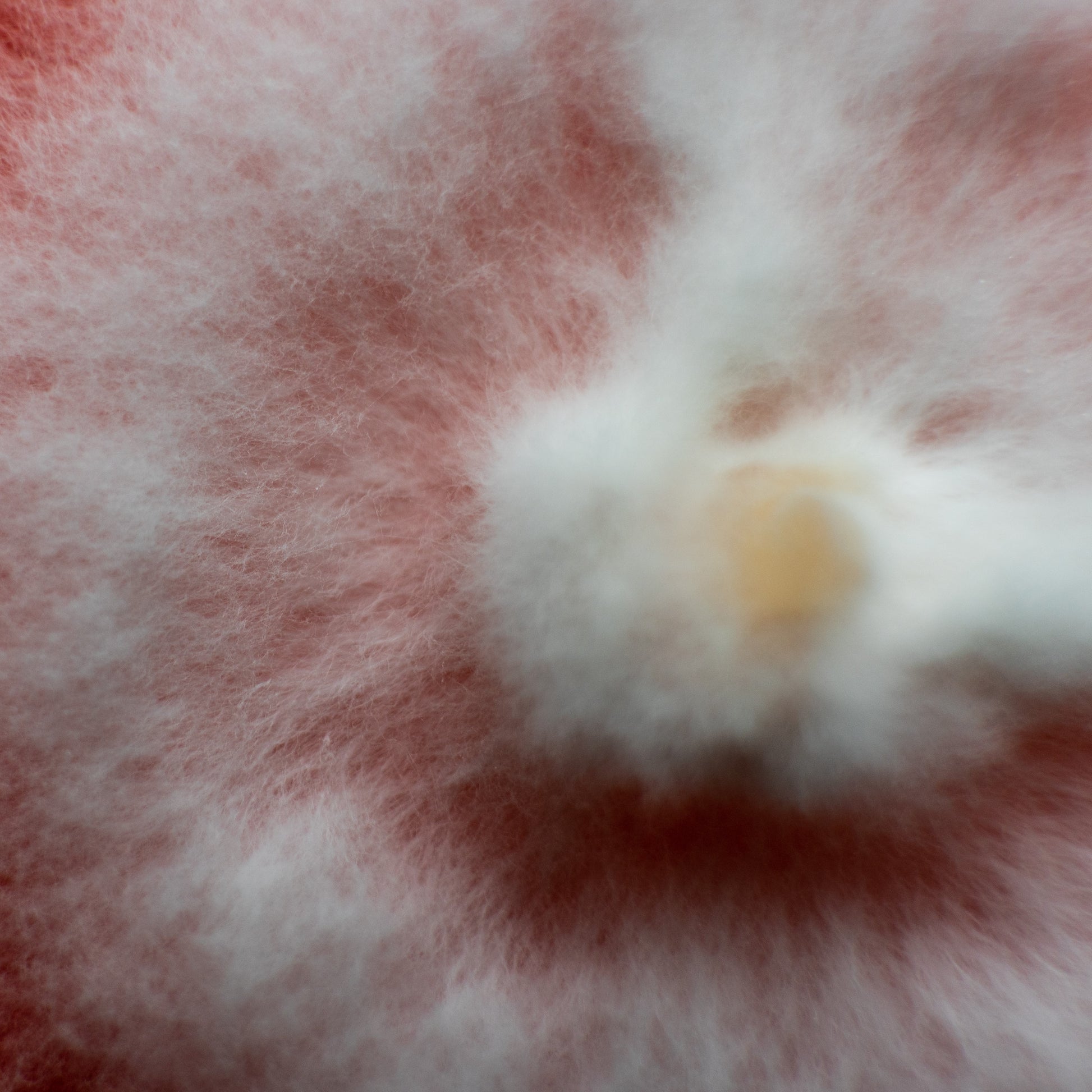 <Mycelium fungi growing on a TYMC test plate which has a central slightly yellow centre almost like an egg yolk, then wisps of white cloud swirling out from that. Credit> AdobeStock_500468117