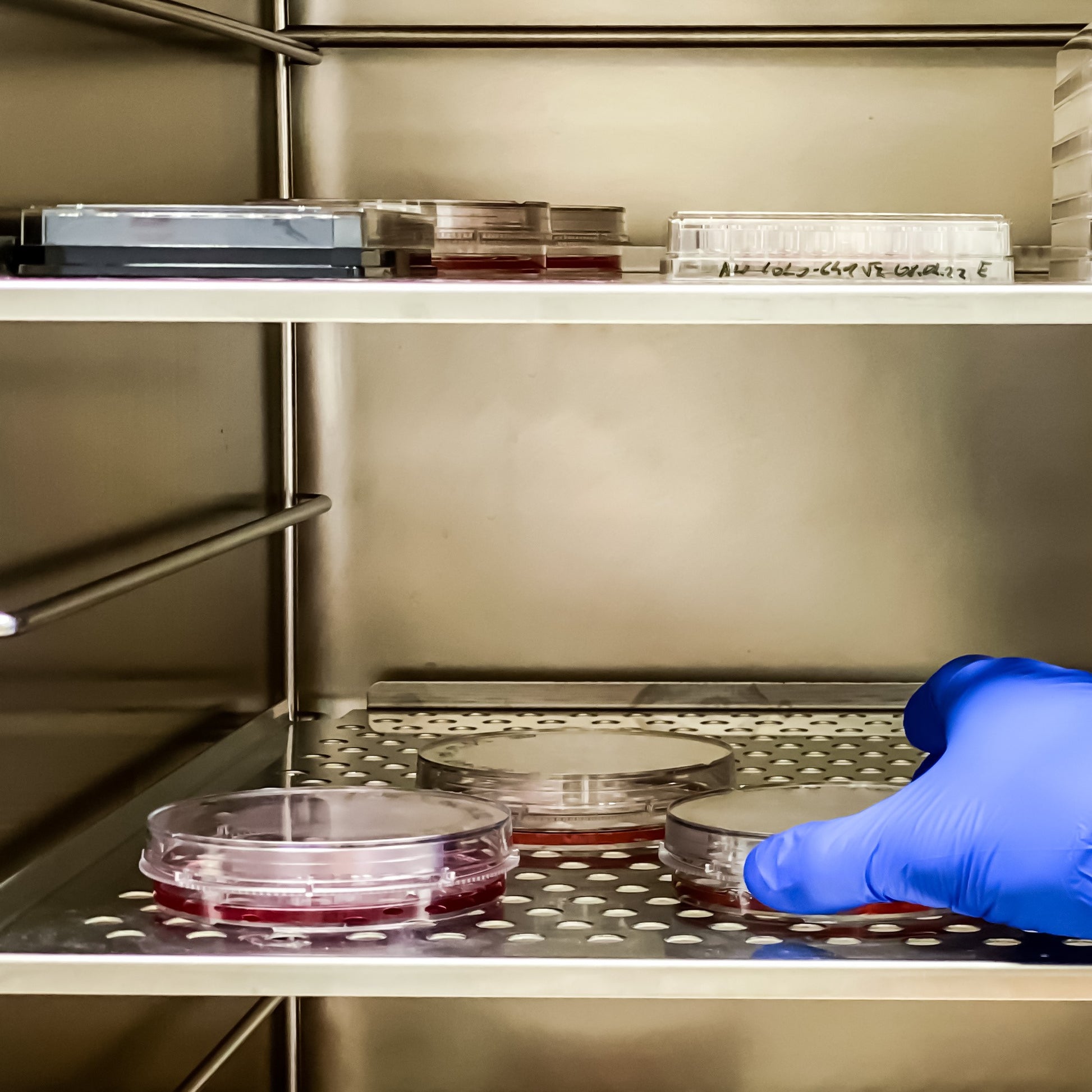 < Microbiologist hand in blue glove reaching in to an open incubator to collect a round agar plate from one of the stainless steel shelves for analysis. Credit> AdobeStock_526069855