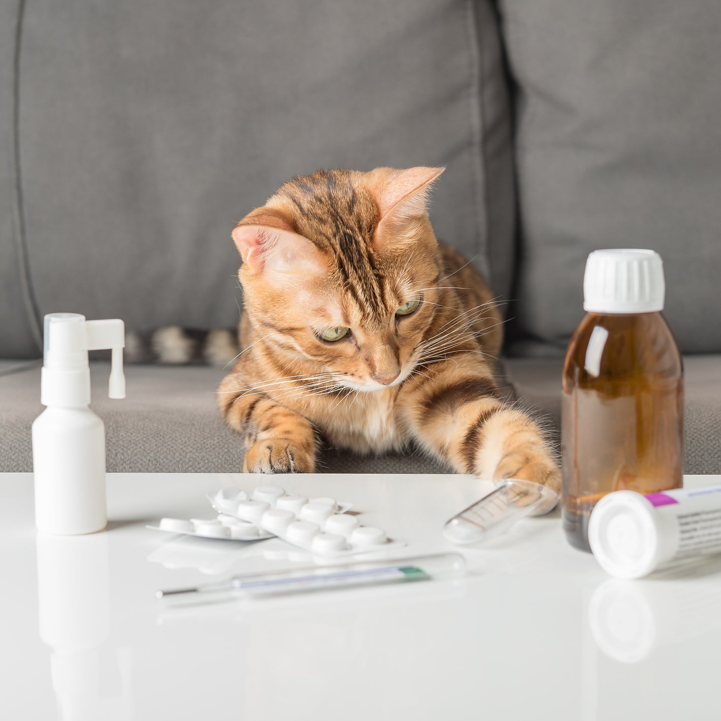 <Tabby cat sat on grey sofa not happy with the drug products on the white coffee table in front of him, a nasal spray, some tablets in blisters, and a cough syrup, batting them with his paw. Credit> AdobeStock_526326275