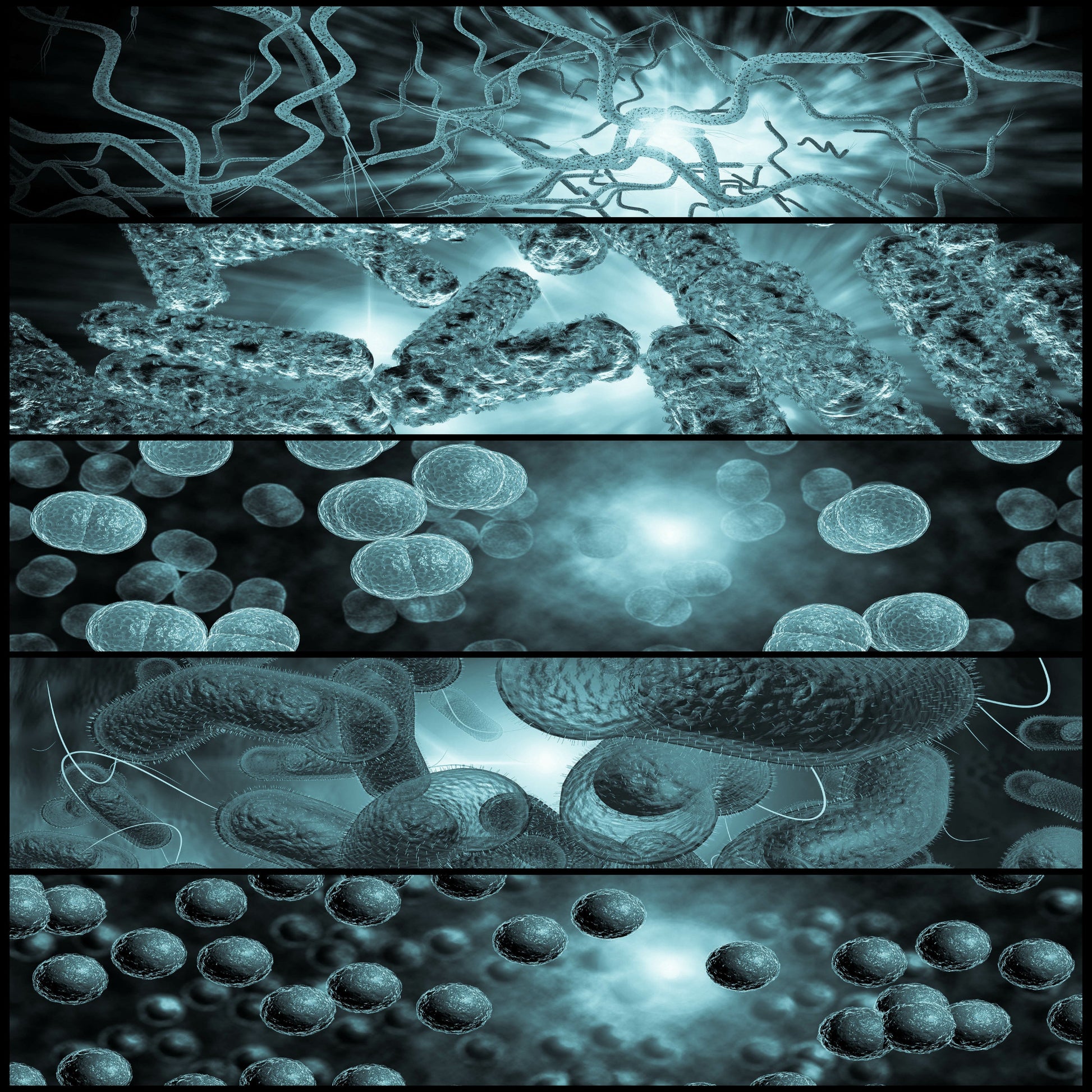 <Five different types of bacteria as seen under the microscope with central rods or spheres, some with tail like flagella. Credit> AdobeStock_97291144