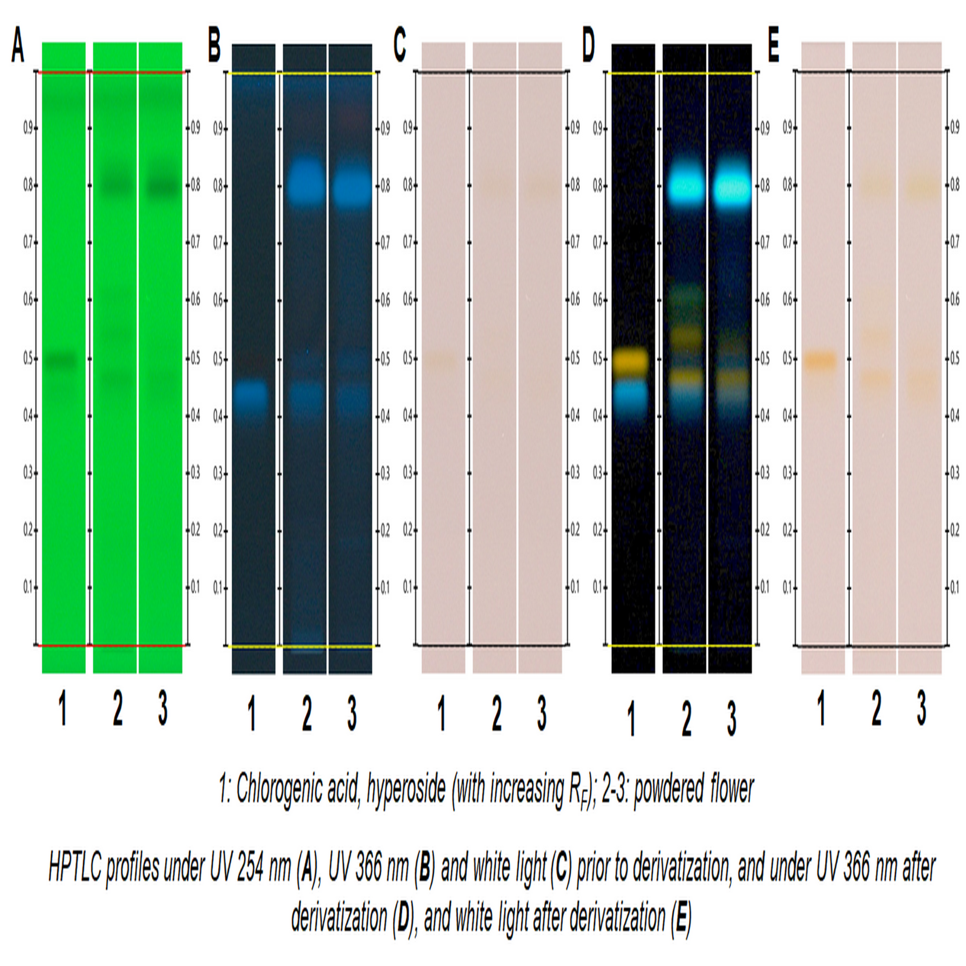 <TLC plate results as a series of fingerprint bands, which in this case identify Arnica montana under five different light conditions / wavelengths. Credit> Arnica montana @ www.hptlc-association.org/atlas