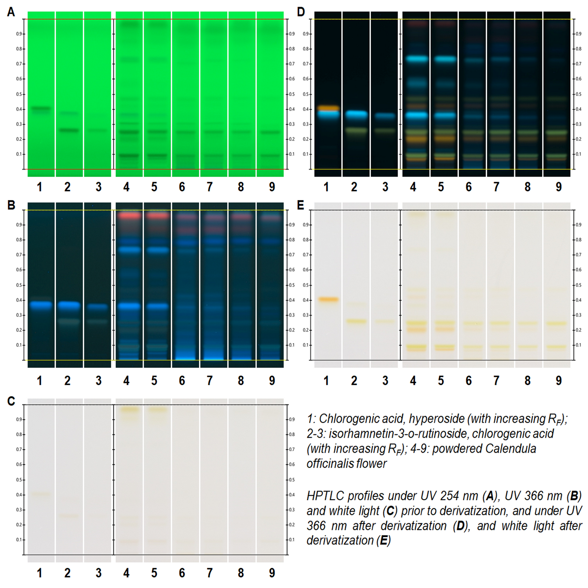 <TLC plate results as a series of fingerprint bands, which in this case identify Calendula officinalis under five different light conditions / wavelengths. Credit> Calendula officinalis @ www.hptlc-association.org/atlas