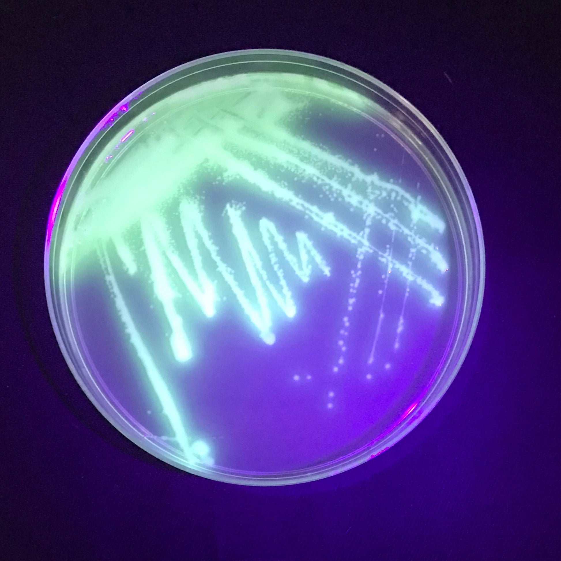 <Translucent, opaque Pseudomonas aeruginosa colonies on a round nutrient agar plate fluorescing bright green under UV light. Credit> 127545830 © Samuel Martins | Dreamstime.com