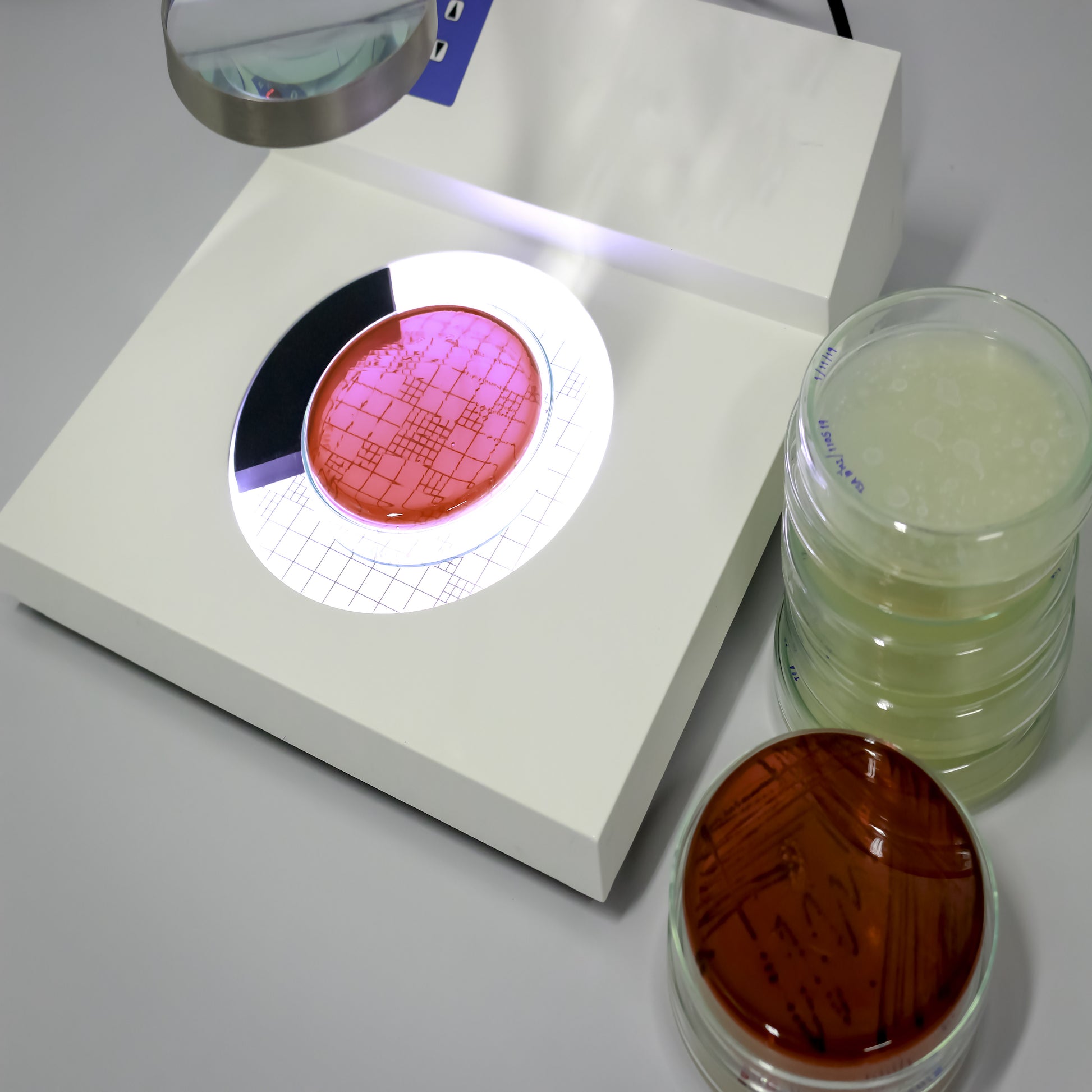 <Colony counter which is a white square box with a round centre window which lights and magnifies the agar plate the user is reading to help count the number of colonies, next to some plates to be read. Credit> 205803396
© Pratoomrat Tongkate
| Dreamstime.com