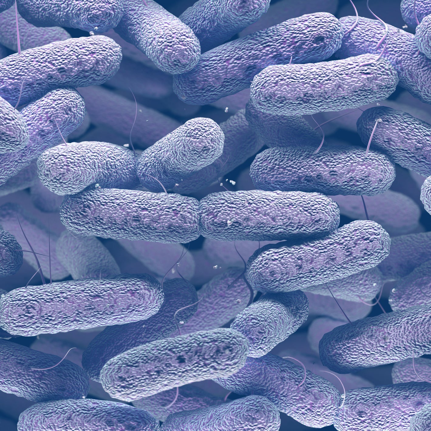 <Microscopic view of cells of purple gram negative rods, with a tail like flagella, part of the Enterobacteriaceae family. Credit> 78343383 © Kts
| Dreamstime.com