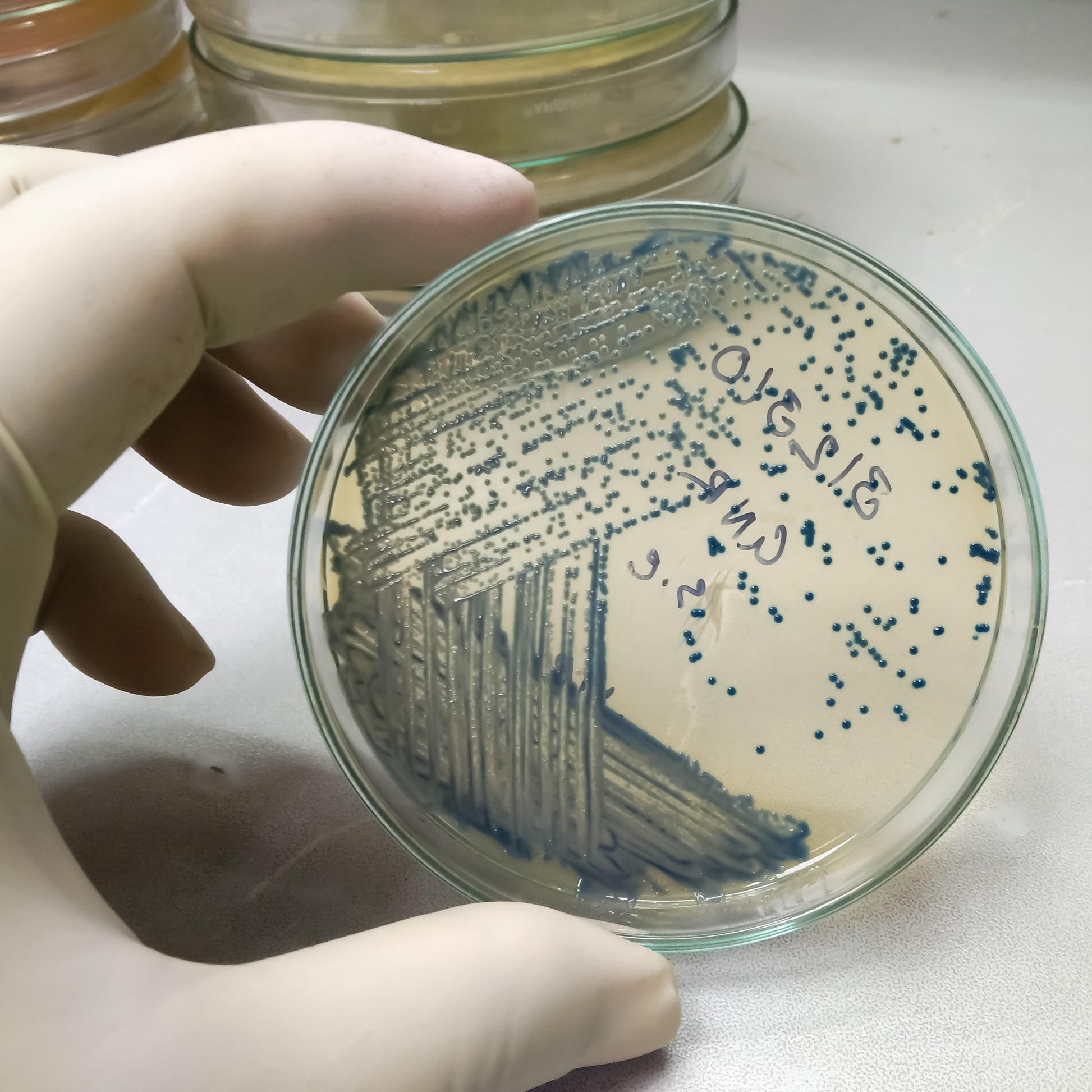 <Small, visible, black spherical colonies on an e coli plate where streaked with product each containing over one billion cells. Credit> 2245939183 by Arif biswas @ Shutterstock